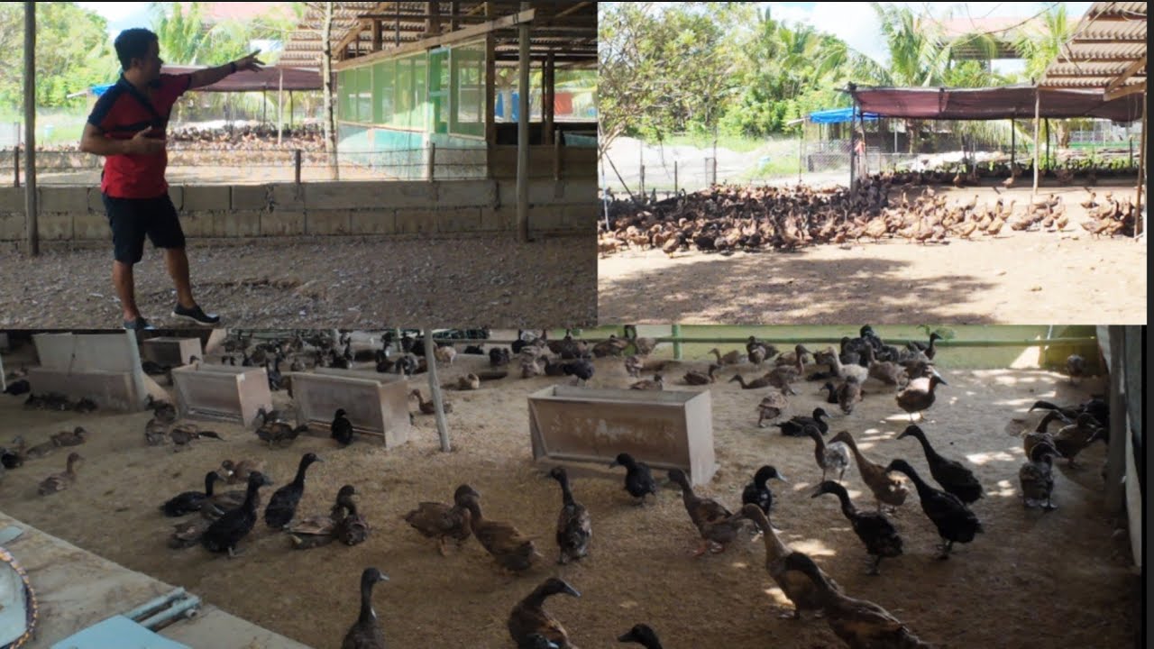 CALES DUCK FARM HAS ANOTHER BATCH OF CERTIFIED ITIK PINAS 1,200 HEADS FOR HIS EXPANSION.FARM UPDATE
