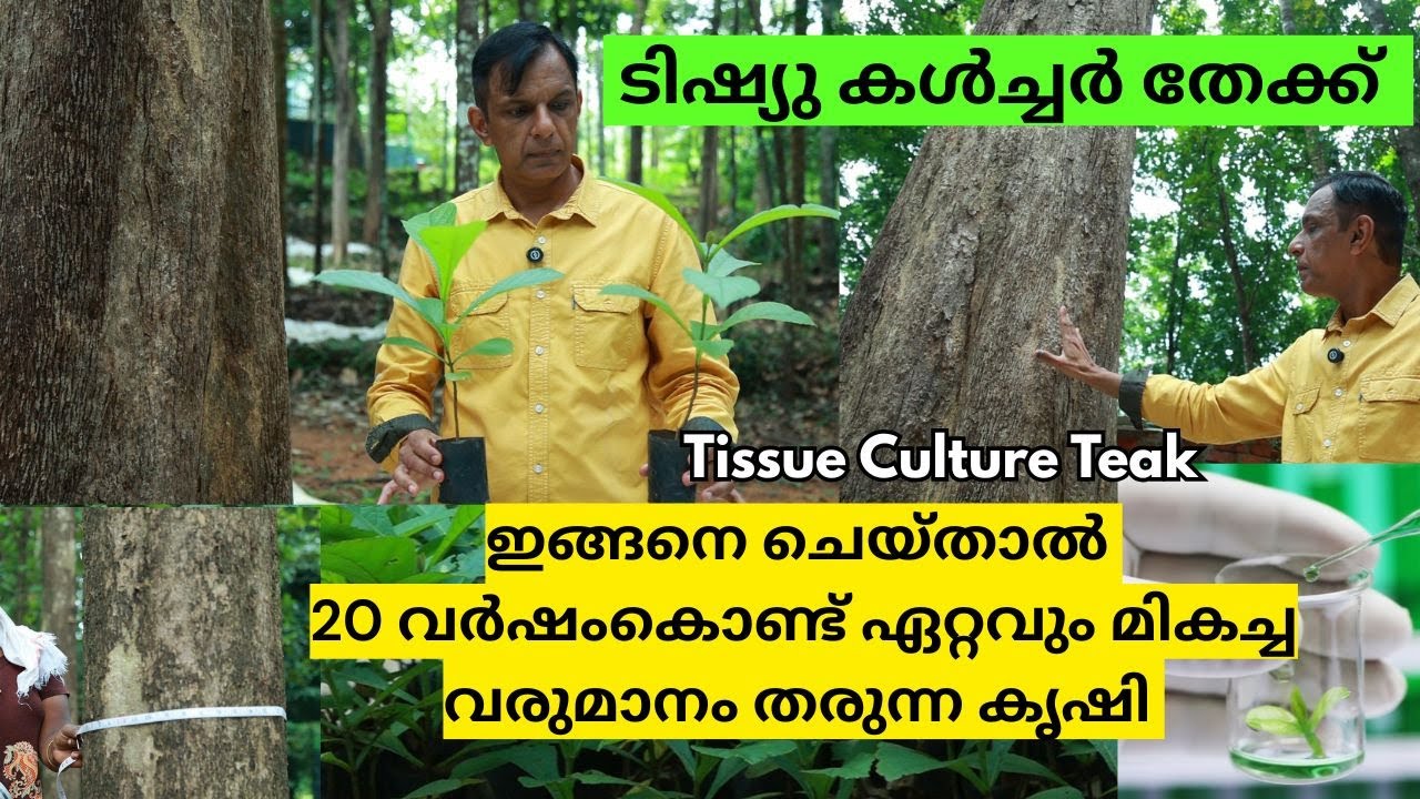 ടിഷ്യു കൾച്ചർ തേക്ക് കൃഷിയിലെ ലാഭ സാദ്ധ്യതകൾ Tissue Culture Teak Plantation Kerala