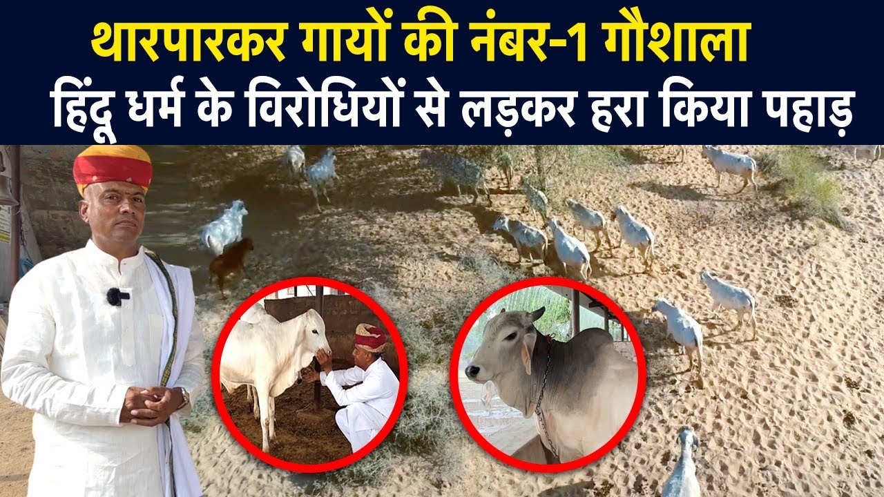 #Tharparkar गायों के नंबर-1 Breeder 👍रेगिस्तानी पहाड़ को जड़ी-बूटियों से भर दिया । Rakesh  Nihal ।