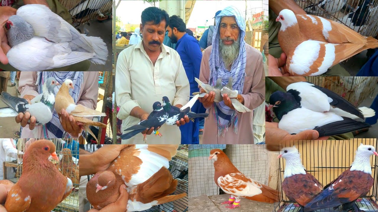 Kabootar Mandi  Multan Update 23 june 2024 Latest Update