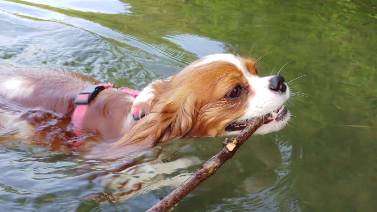 Cavalier King Charles Spaniel swimming to fetch the stick