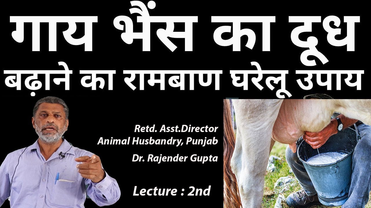 गाय भैंस का दूध बढ़ाने वाला सुपर फार्मूला- Part 2 | Tips to increase milk production in cows