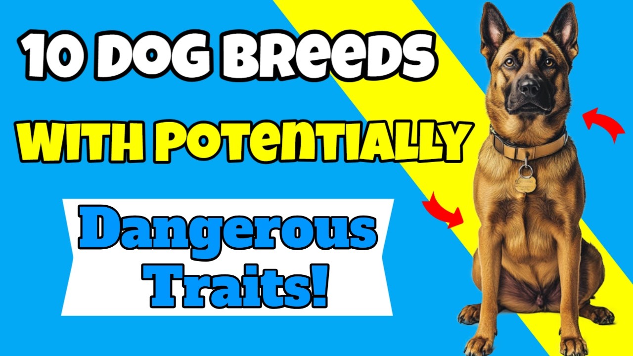 10 Dog Breeds With Potentially Dangerous Traits