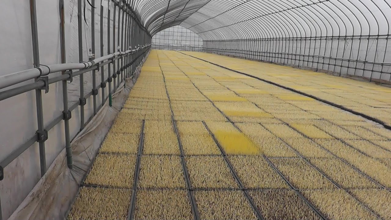 【農工舎】育苗ハウスへの苗出し作業風景