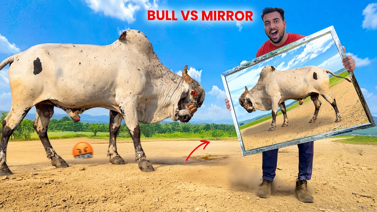 3 Desi Bulls Ko Mirror Dikhaya🪞🐂 CRAZY Reaction