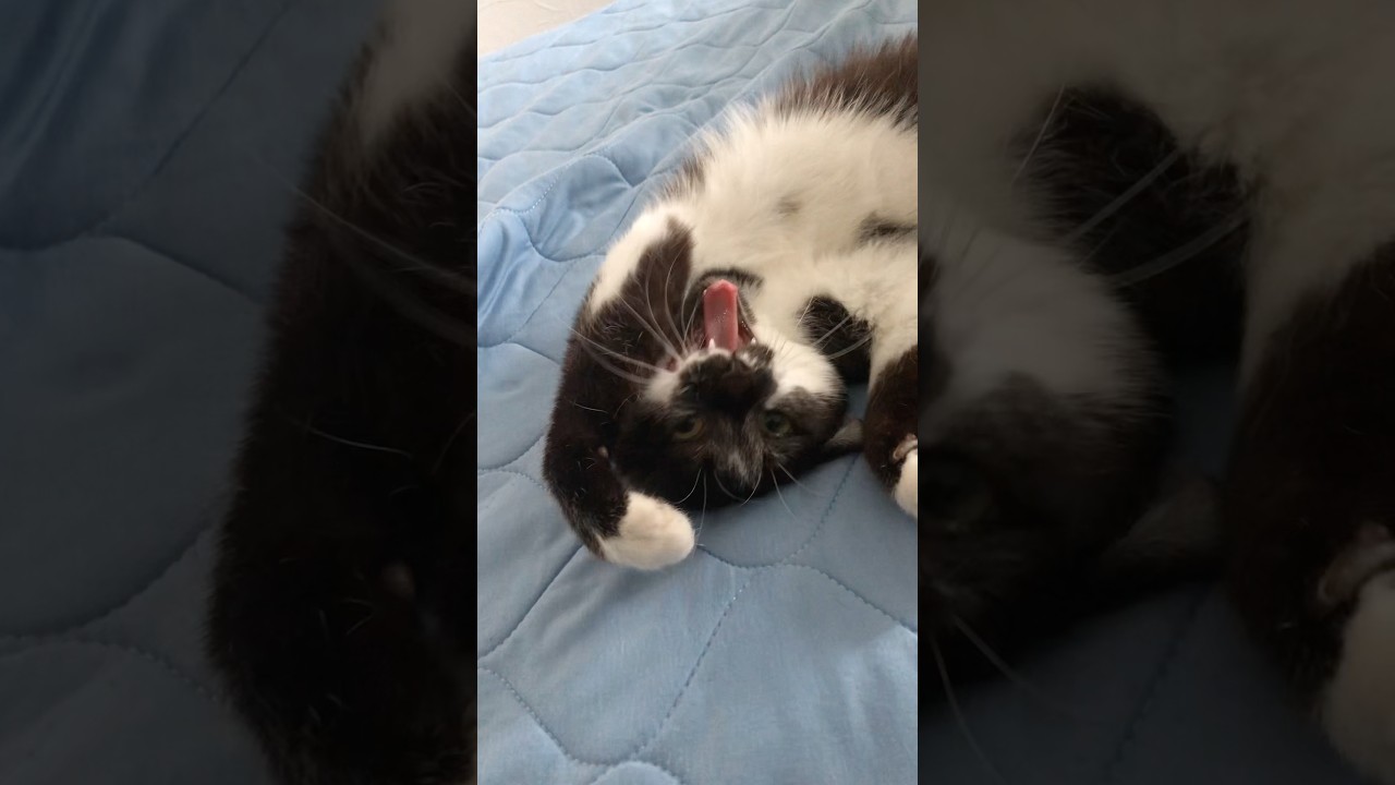 占領。　#子猫癒し #生後7ヶ月 #保護猫 #雑種 #ねこ部 #cat