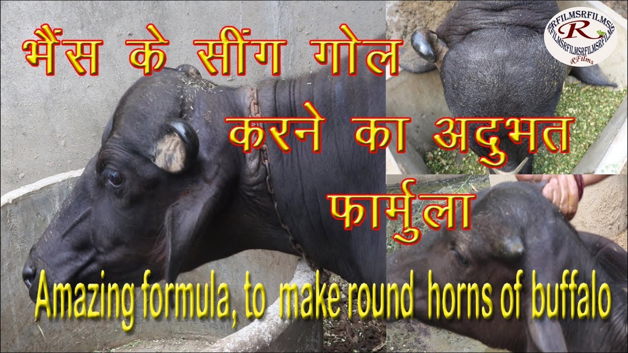 भैंस के सींग गोल करने का अद्भुत फॉर्मूला, Wonderful formula to make round horns of buffalo