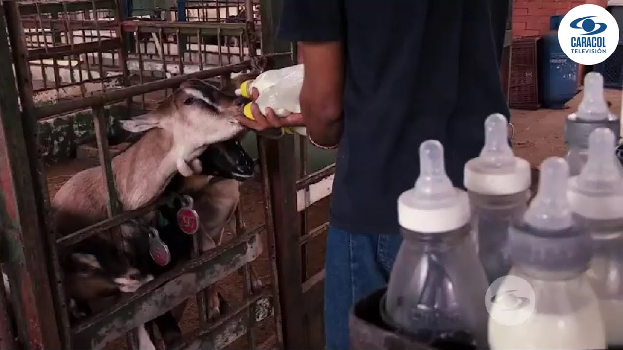 Cabras: cuidados específicos para la seguridad de los animales recién nacidos - La Finca de Hoy