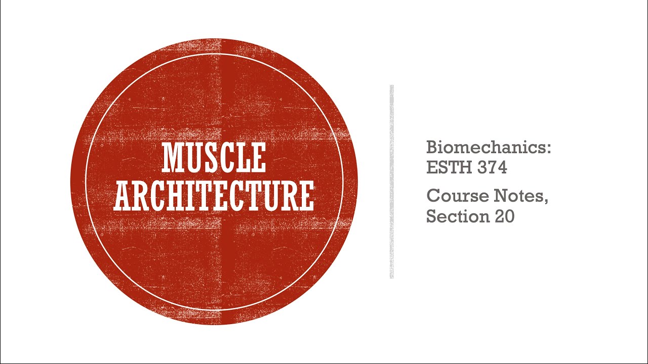 Muscle Architecture