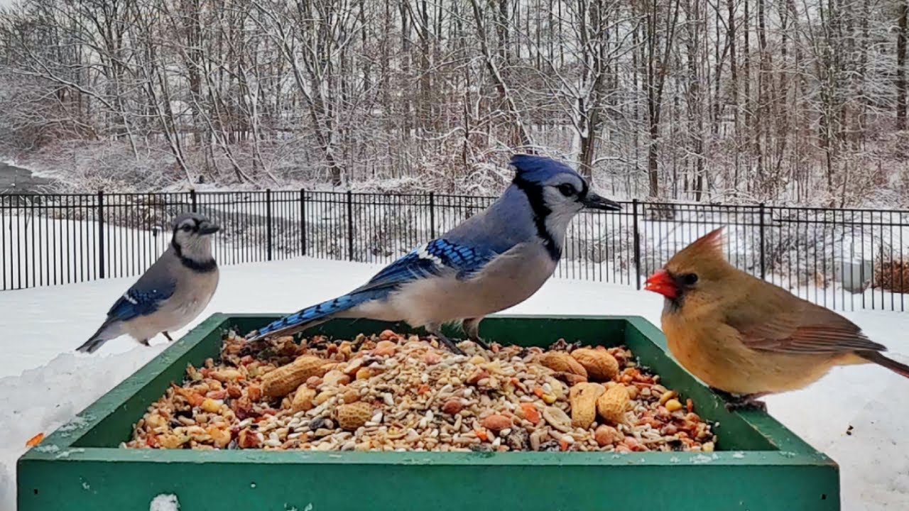 🔴 LIVE: 24/7 Winter Bird Feeder ❄️ Blue Jays, Cardinals & Winter Birds 🐦 Cat TV