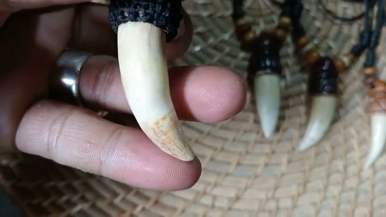 crocodile tooth necklace