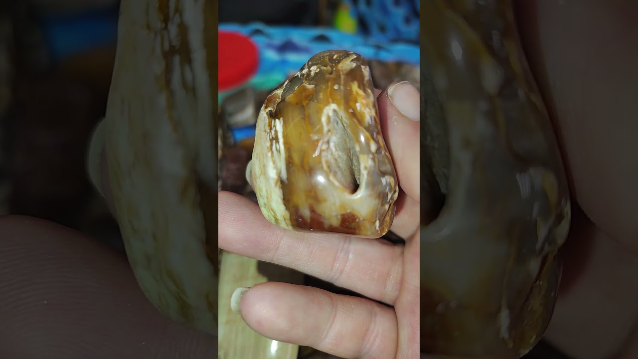 Wa Petrified Wood