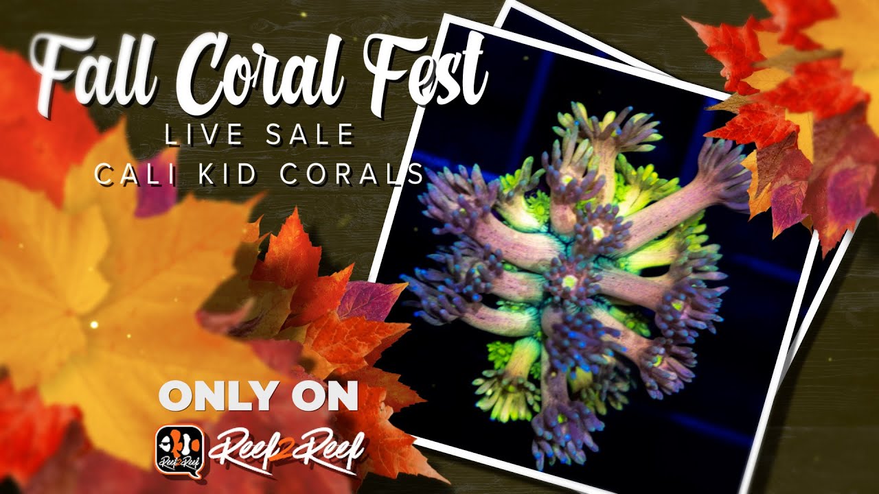 Cali Kid Fall Coral Fest