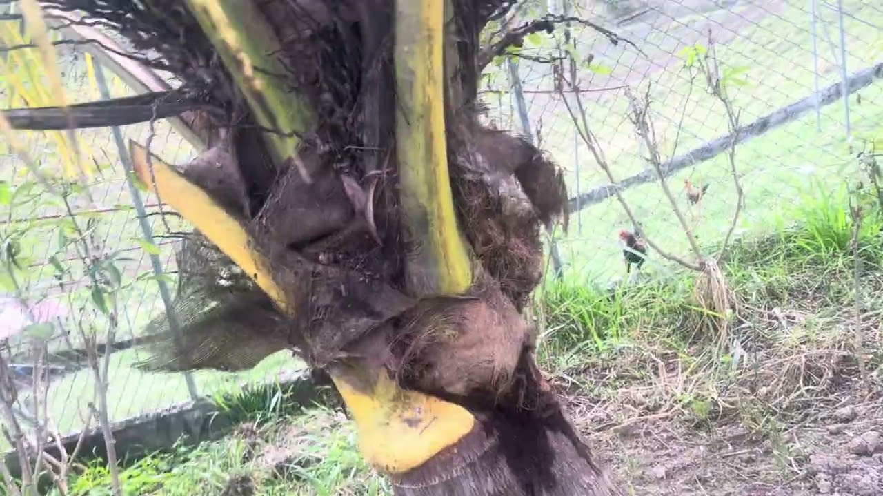 🍆 🍆 berenjena. Guandules coco de agua, etc.  Un Conuco en el hogar.