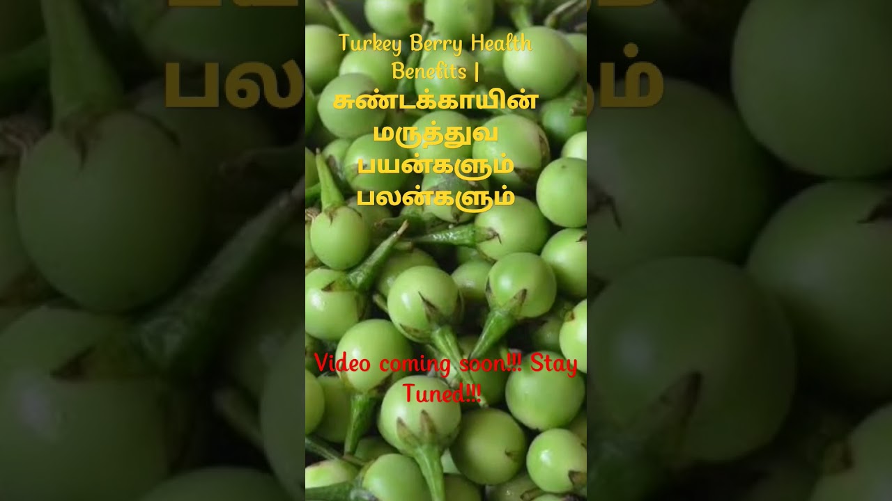 #sundakkai #sundakkaikulambu #sundakkaireciepeintamil #turkeyberry #turkeyberryrecipe