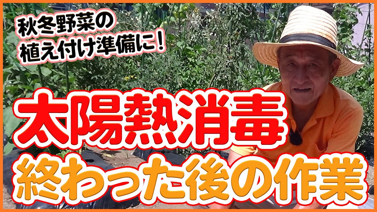 家庭菜園や農園で秋冬野菜栽培の最終準備！太陽熱消毒が終わったら苗の植え付け前に実施したい作業を徹底解説！/Tips for preparing autumn/winter vegetables.