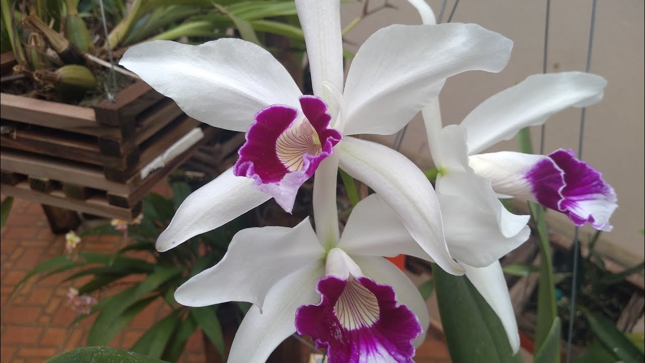 LAELIA PURPURATA🌷 FLORAÇÃO E CULTIVO 🌷