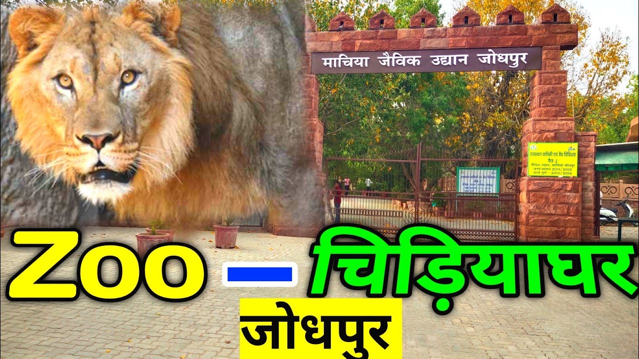 जोधपुर चिड़ियाघर का वीडियो | Jodhpur zoo chidiya Ghar animals video | Jodhpur Rajasthan