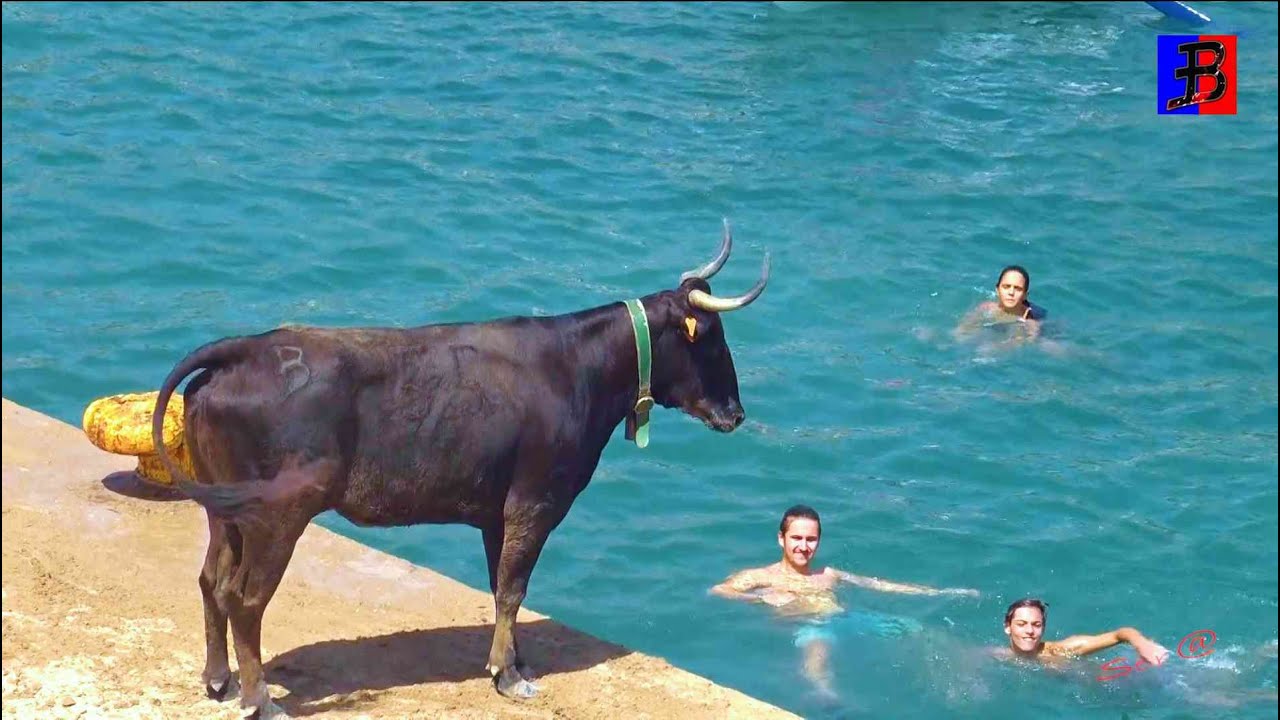 XABIA 01 Bous a la Mar Ganadería Benavent