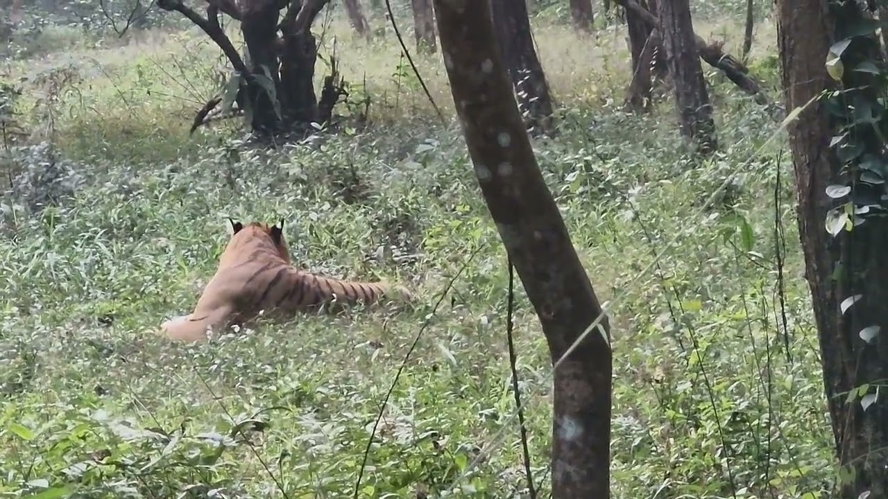 Tiger enjoying in Bengal safari Siliguri,  West Bengal,  India 🇮🇳 