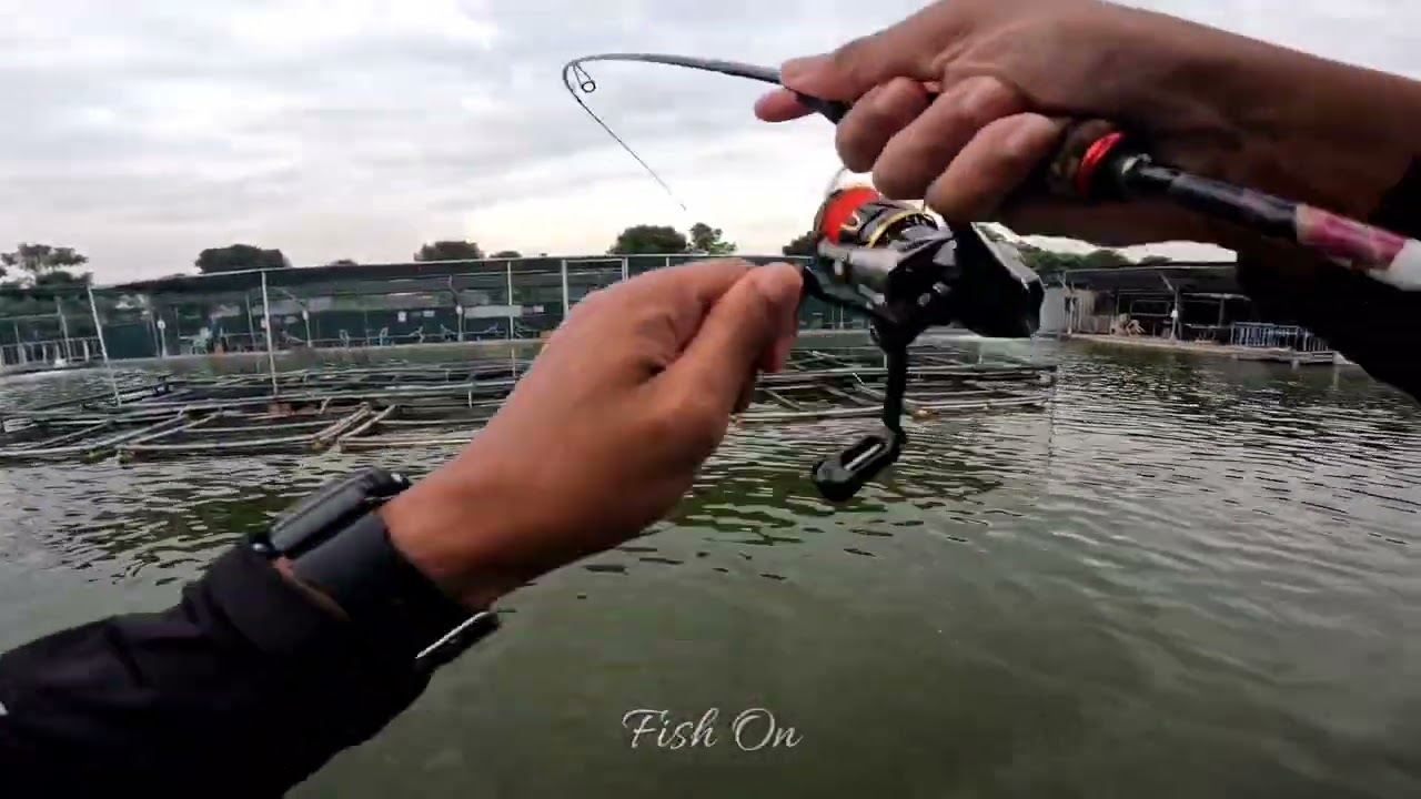 Tips On Rigging The Bait @ Ah Lim's Fishing Pond
