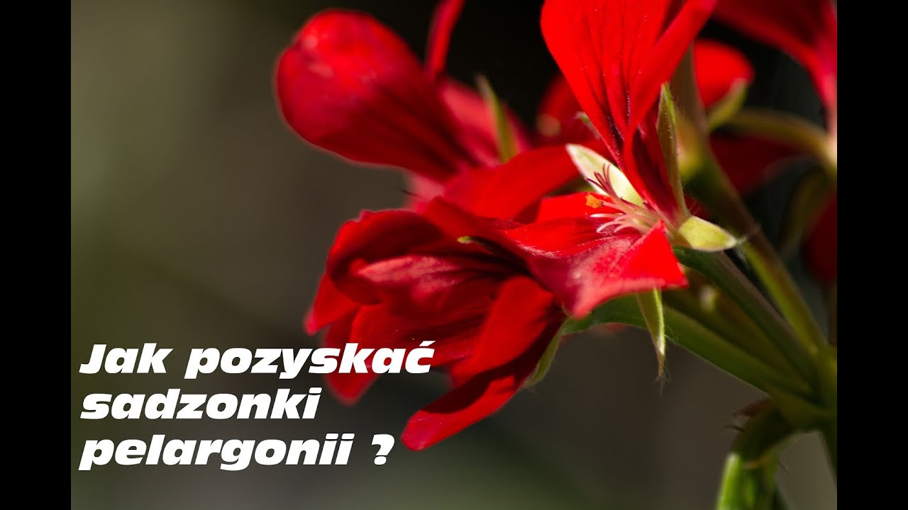 Jak pozyskiwać, pobierać sadzonki pelargonii po zimie ?Jak pielęgnować pelargonie po zimie ?