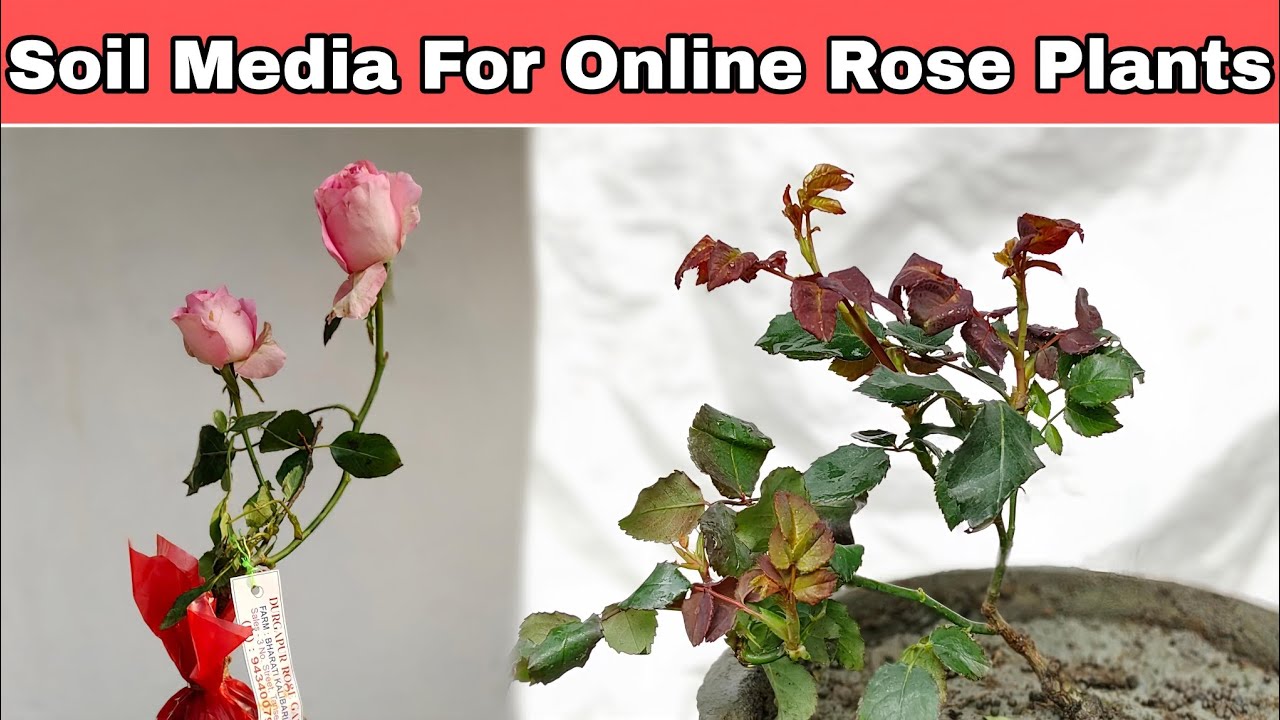 Online Rose Plants Potting in Soil Media | Best Soil media for Rose...