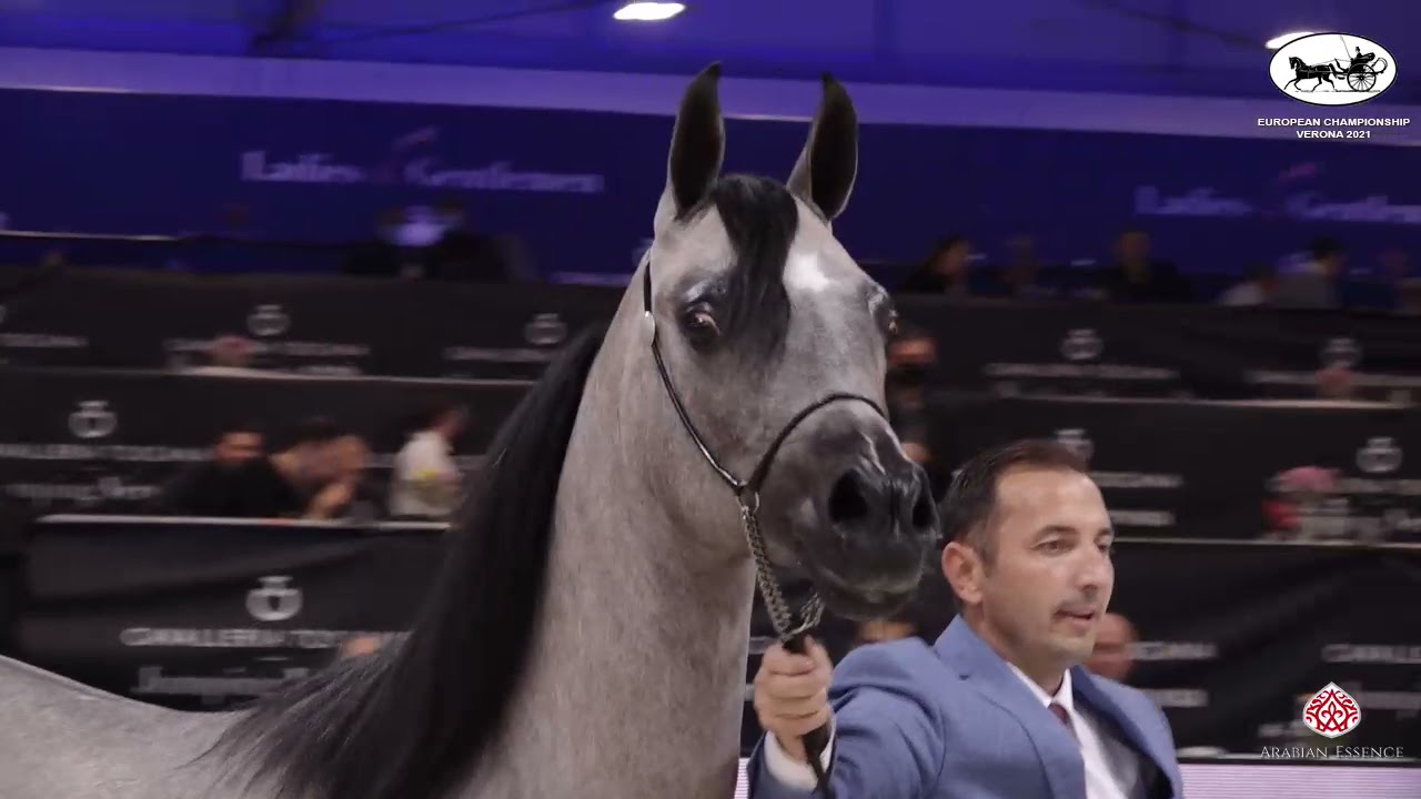 N 53 FEUER NARIN   European Championship 2021   VERONA   Yearling Colts Class 10B