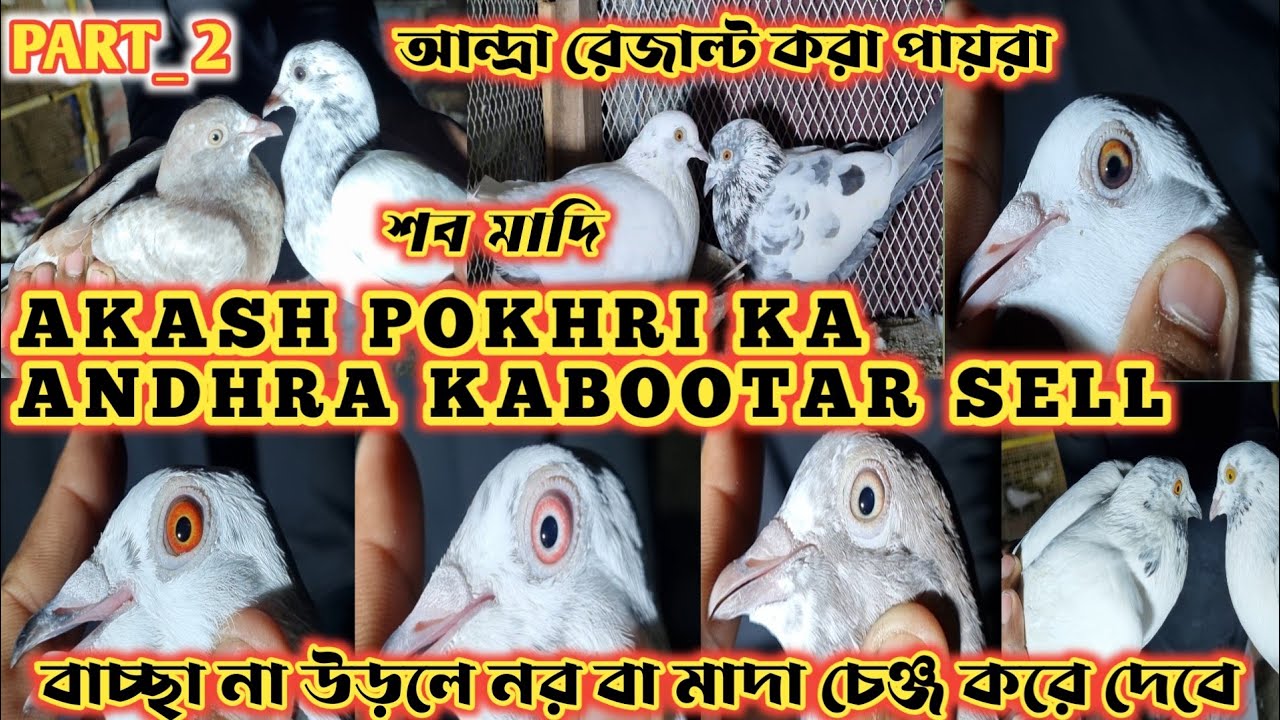 আন্দ্রা লফ্ট মাদি বিক্রয় 🔥 AKASH PAKURI VAI KA TOURNAMENT MEIN KHELA HUA KABUTAR 🔥 LOFT SELL 🔥
