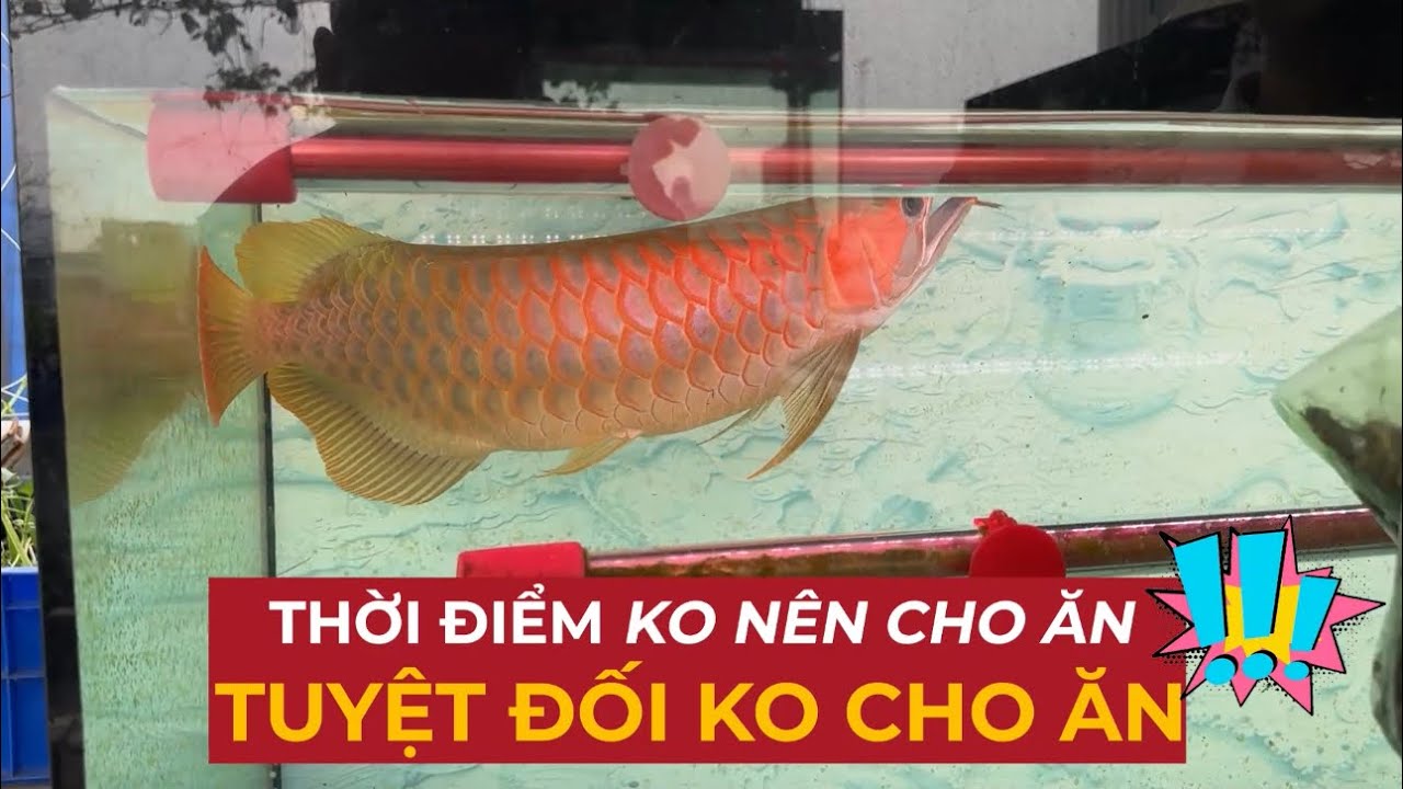 Những thời điểm TUYỆT ĐỐI KHÔNG nên cho C.Á RỒNG ăn