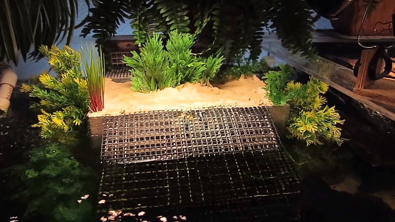 Turtle Tank Update   January 2015
