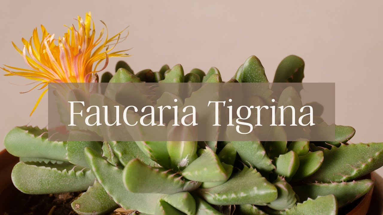 Faucaria Tigrina //𝐒𝐮𝐜𝐮𝐥𝐞𝐧𝐭𝐚𝐬 𝐚𝐥 𝐃𝐞𝐬𝐧𝐮𝐝𝐨 😉🌵 - 𝐄𝐩. 𝟎𝟔