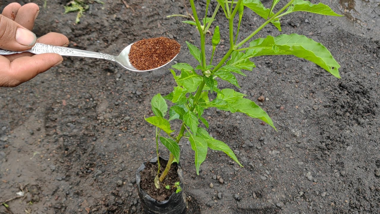 Poderoso Abono para Plantas de Chile 🌶️