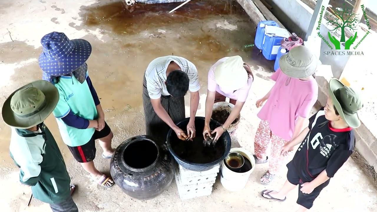 အပင်အတွက် အမိုင်နိုအားဆေး