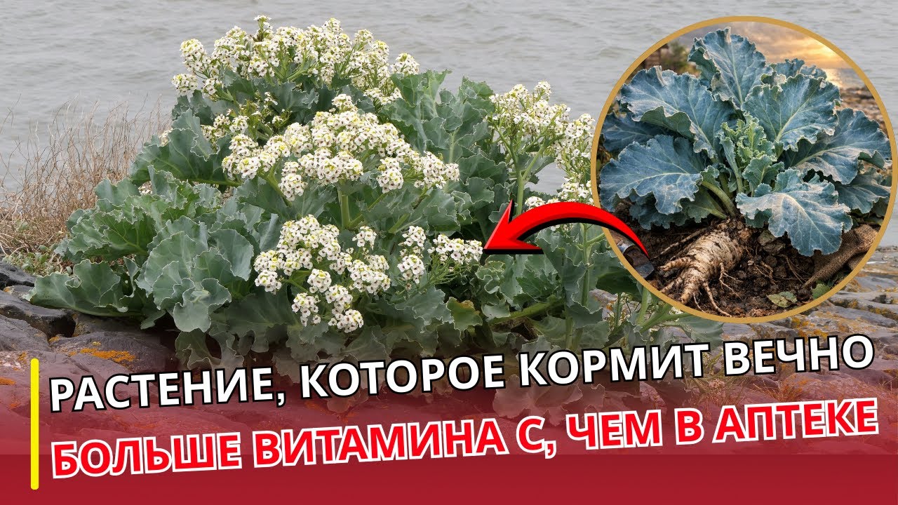 Растение сильнее капусты: еда, которая переживает войны и кормит десятилетиями | УРОЛОГ ОТВЕЧАЕТ