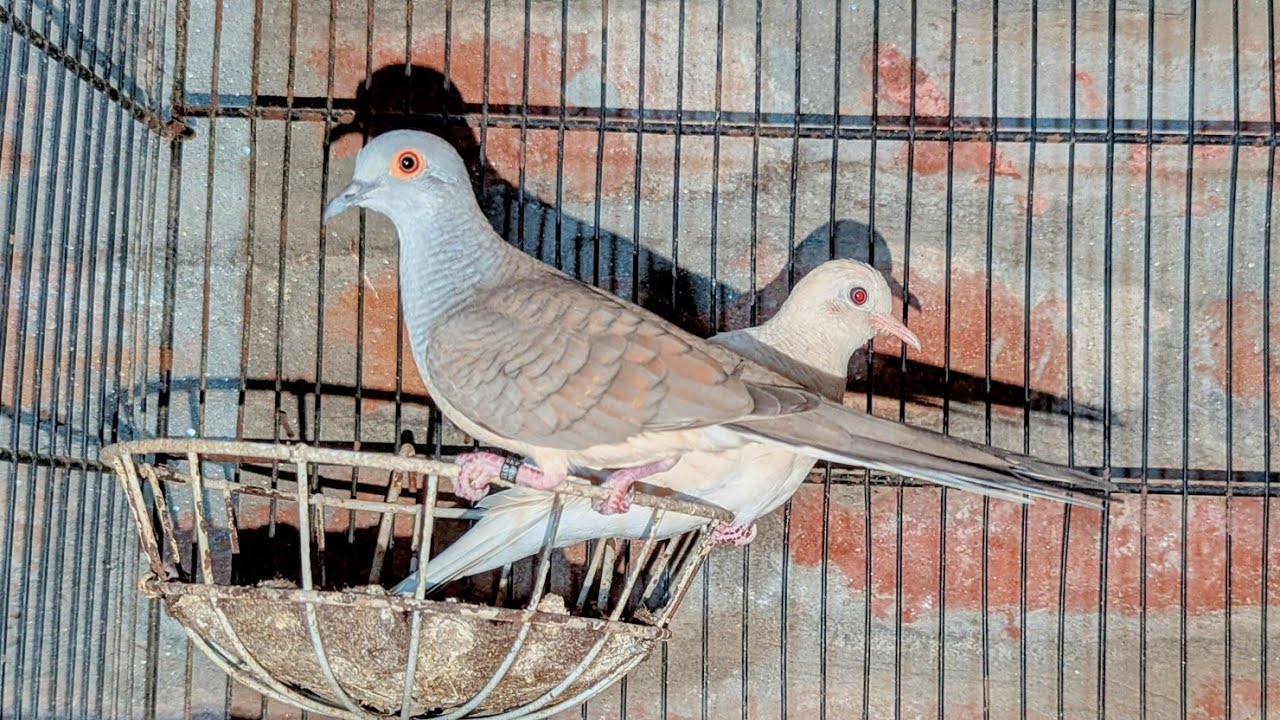 Zebra Dove Project Update Urdu Language 