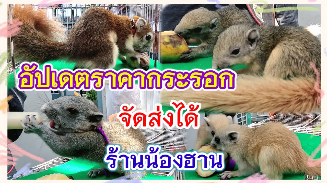 อัปเดตราคากระรอก จตุจักร ร้านน้องฮาน จัดส่งได้