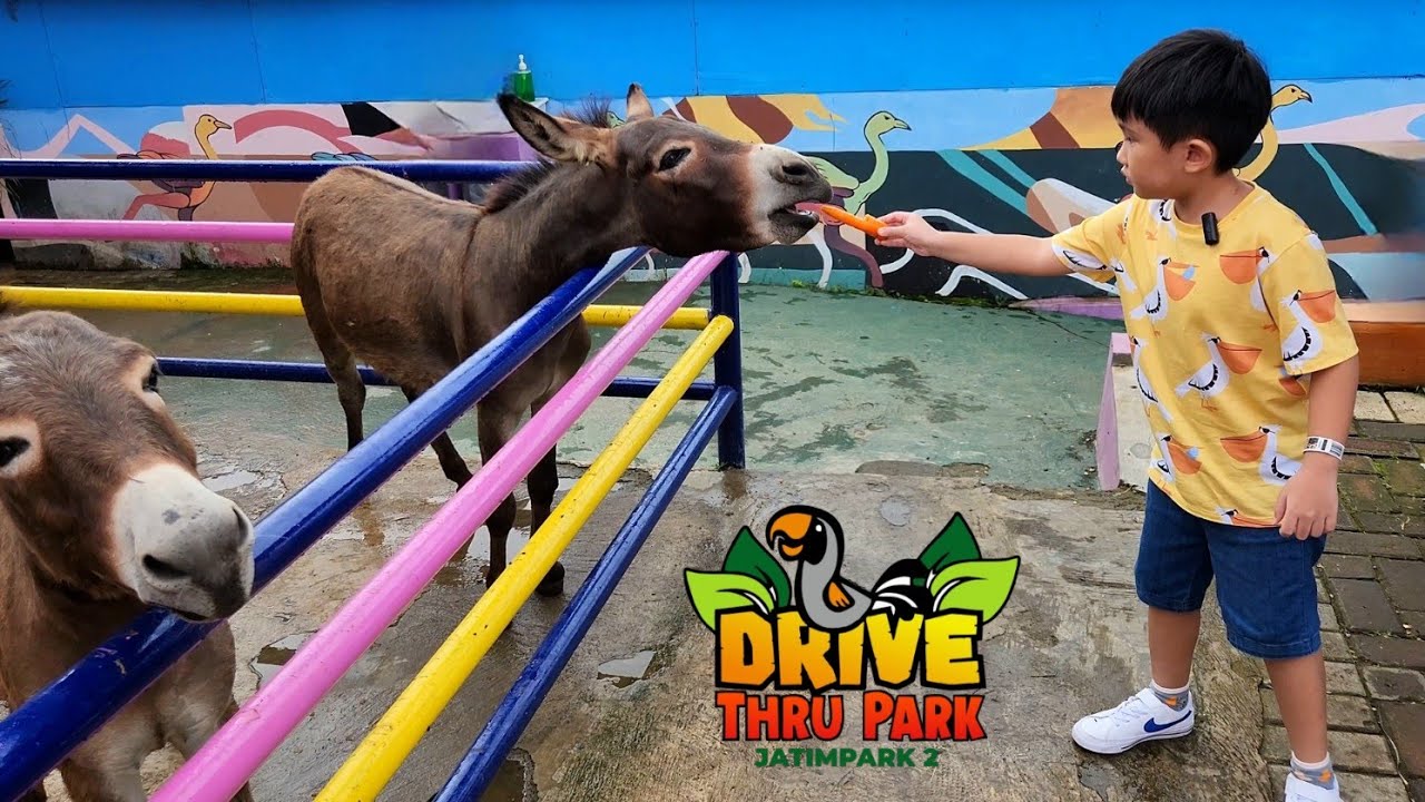 Kasih Makan Keledai, Kuda Nil dll | Secret Jungle & Indoor Active Zoo❗️DRIVE THRU PARK -Jatim Park 2