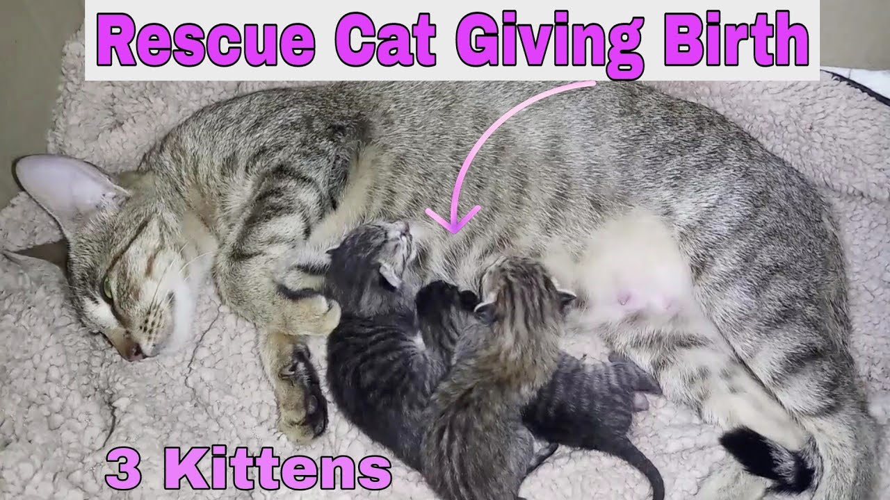The pregnant stray cat giving birth to 3 kittens ||Stray Mom cat give birth!