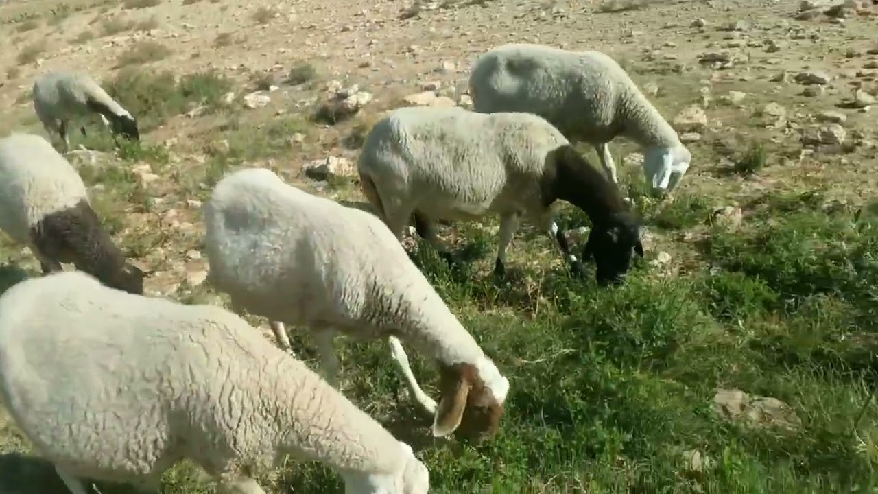 تربية الأغنام في تونس
