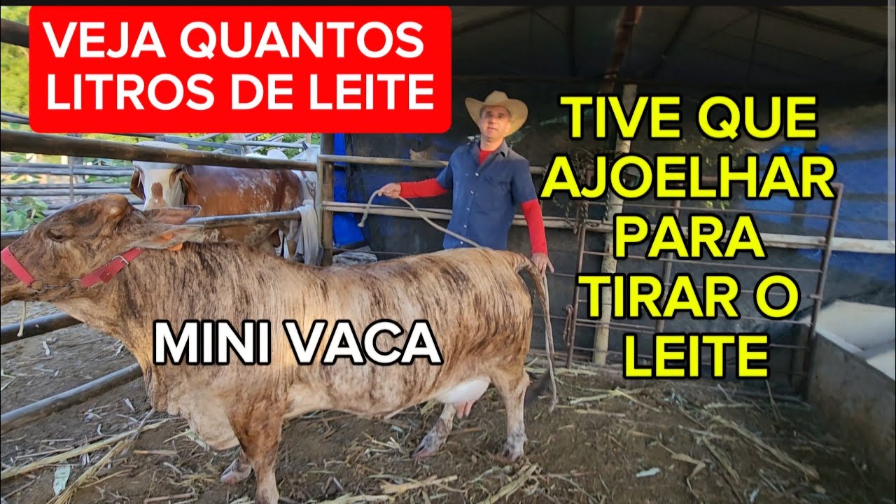 TIRANDO LEITE DA MINI VACA LUNA.