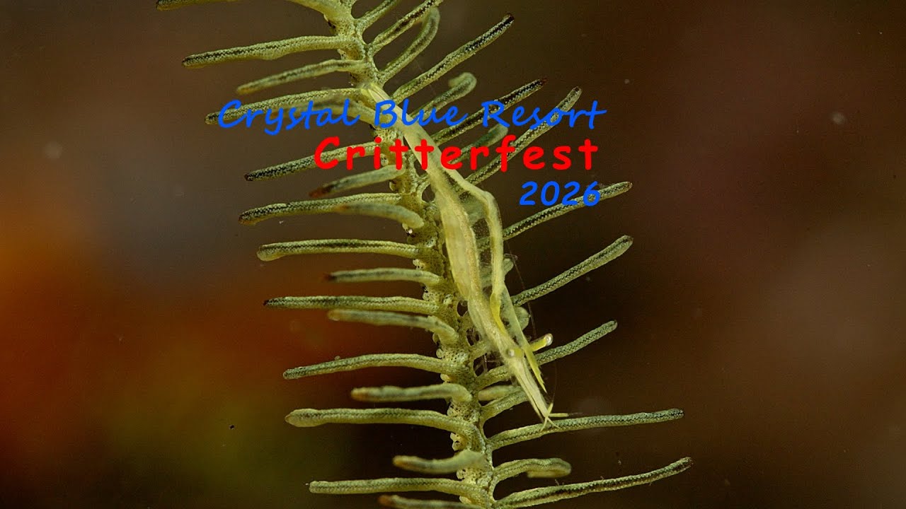 Crystal Blue CritterFest 2926