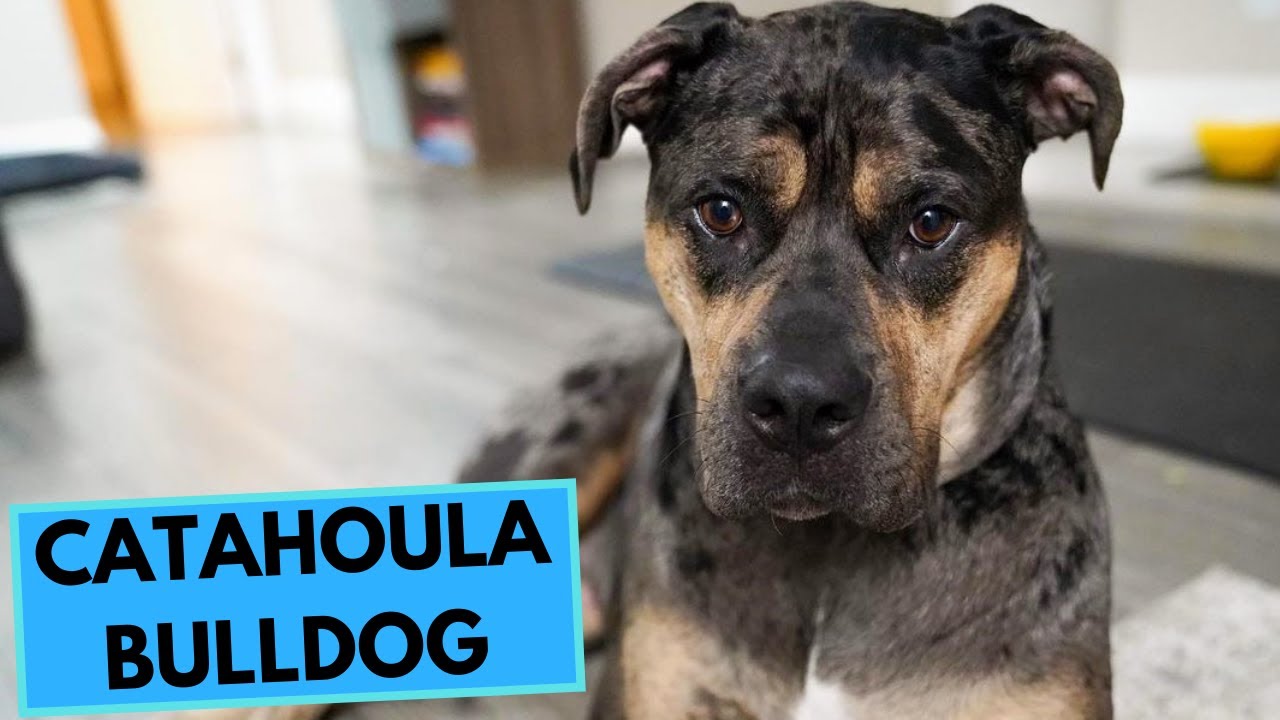 Catahoula Bulldog - TOP 10 Interesteing Facts