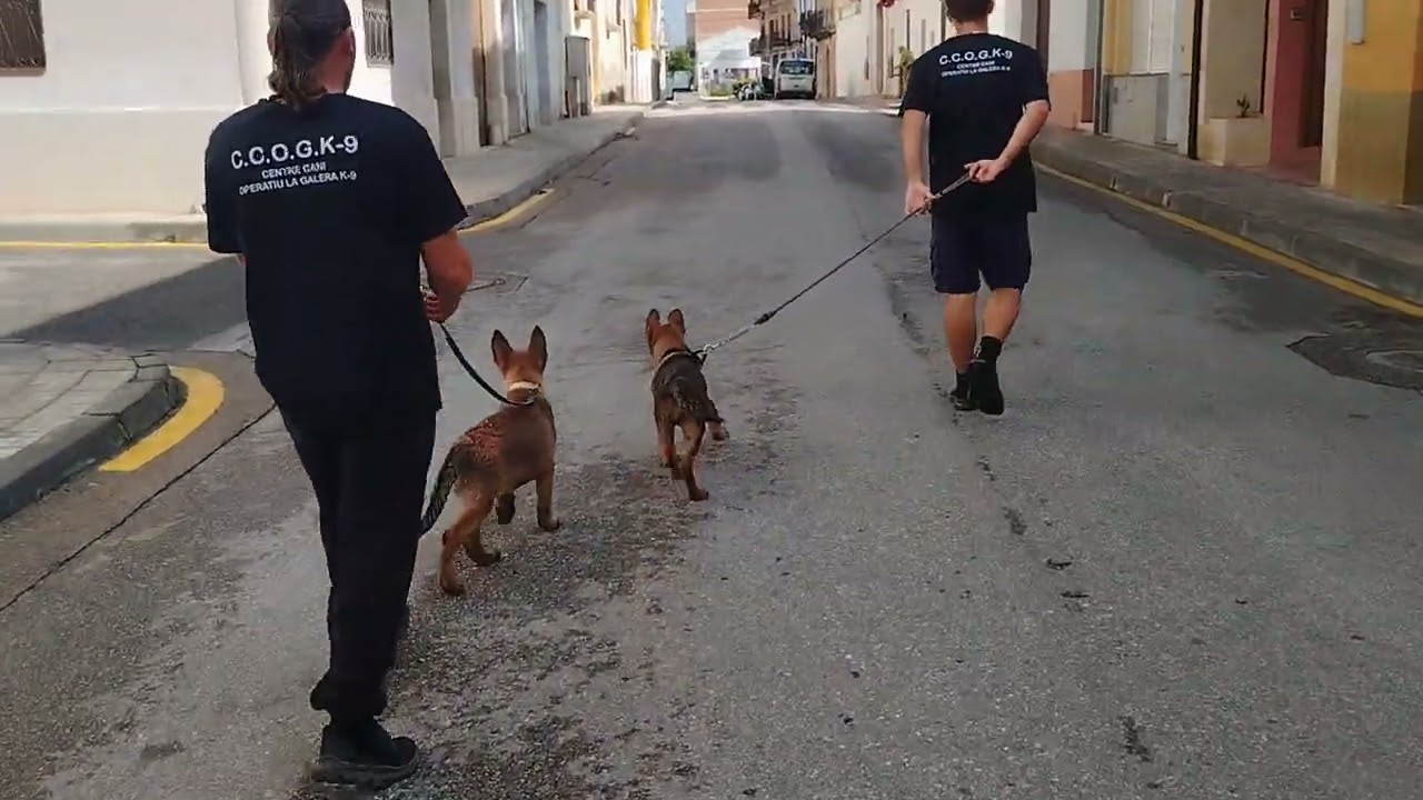 Socializando cachorros de Pastor Aleman con (3 meses)