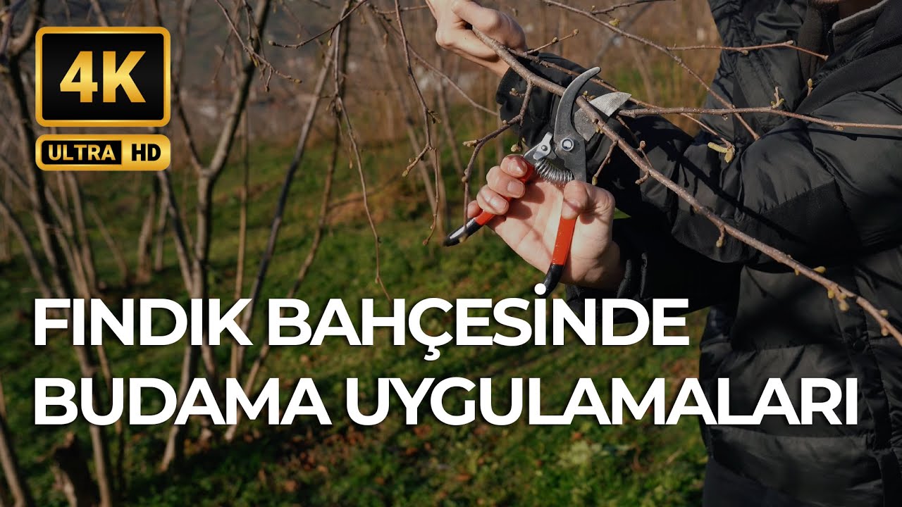 FINDIK BAHÇESİNDE BUDAMA UYGULAMASI