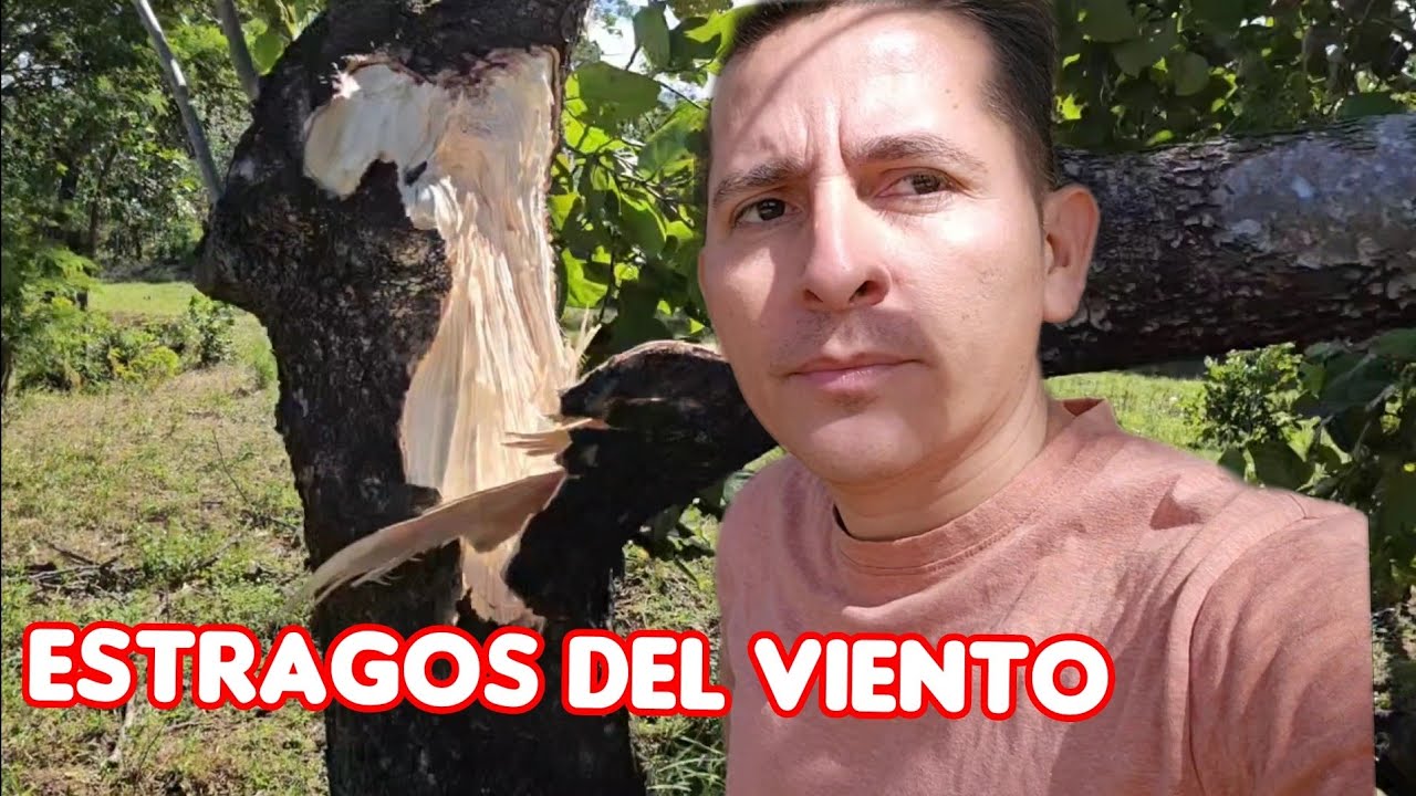 Los Vientos Tiraron muchos árboles