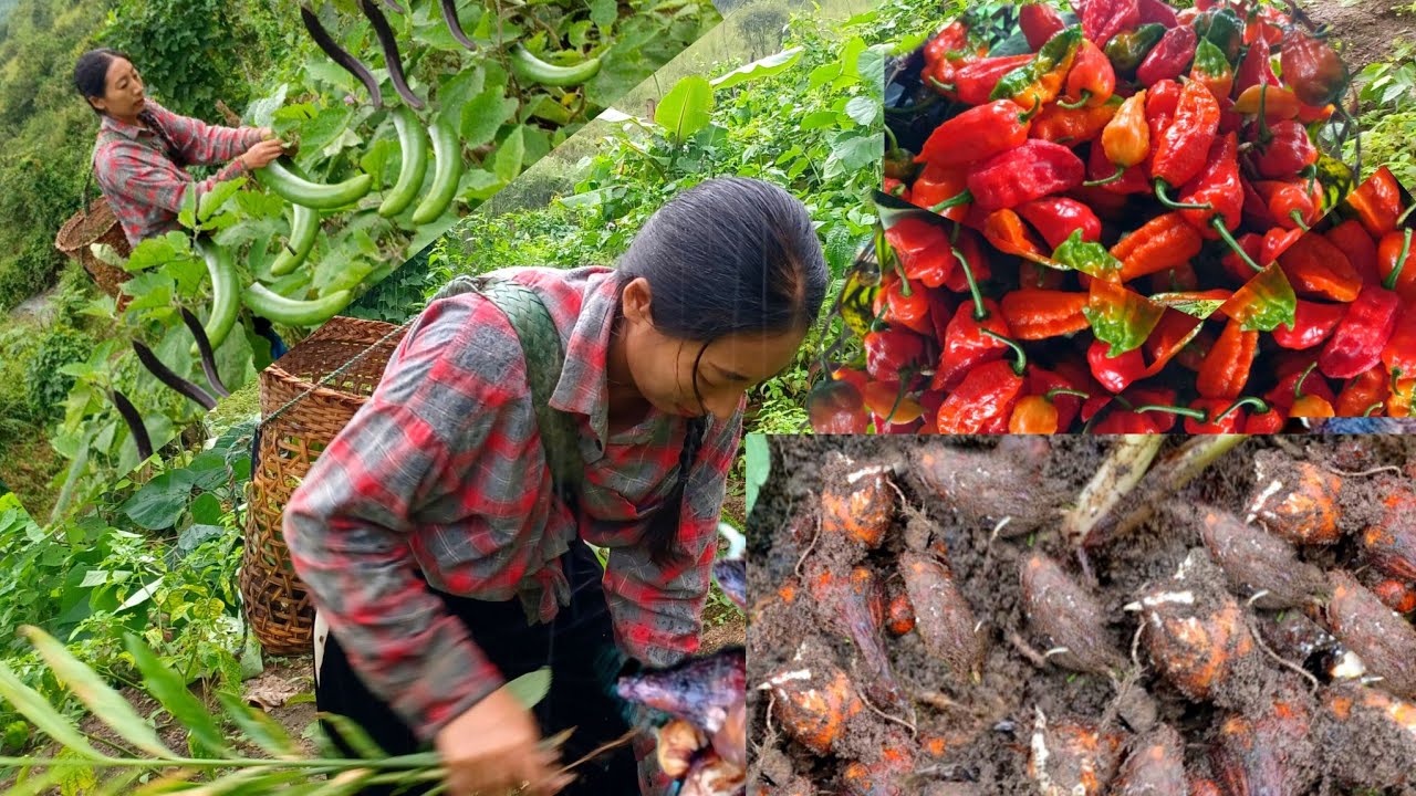 Tangkhul Naga family village life in Manipur #17/Taro with dry beef/beans with beef