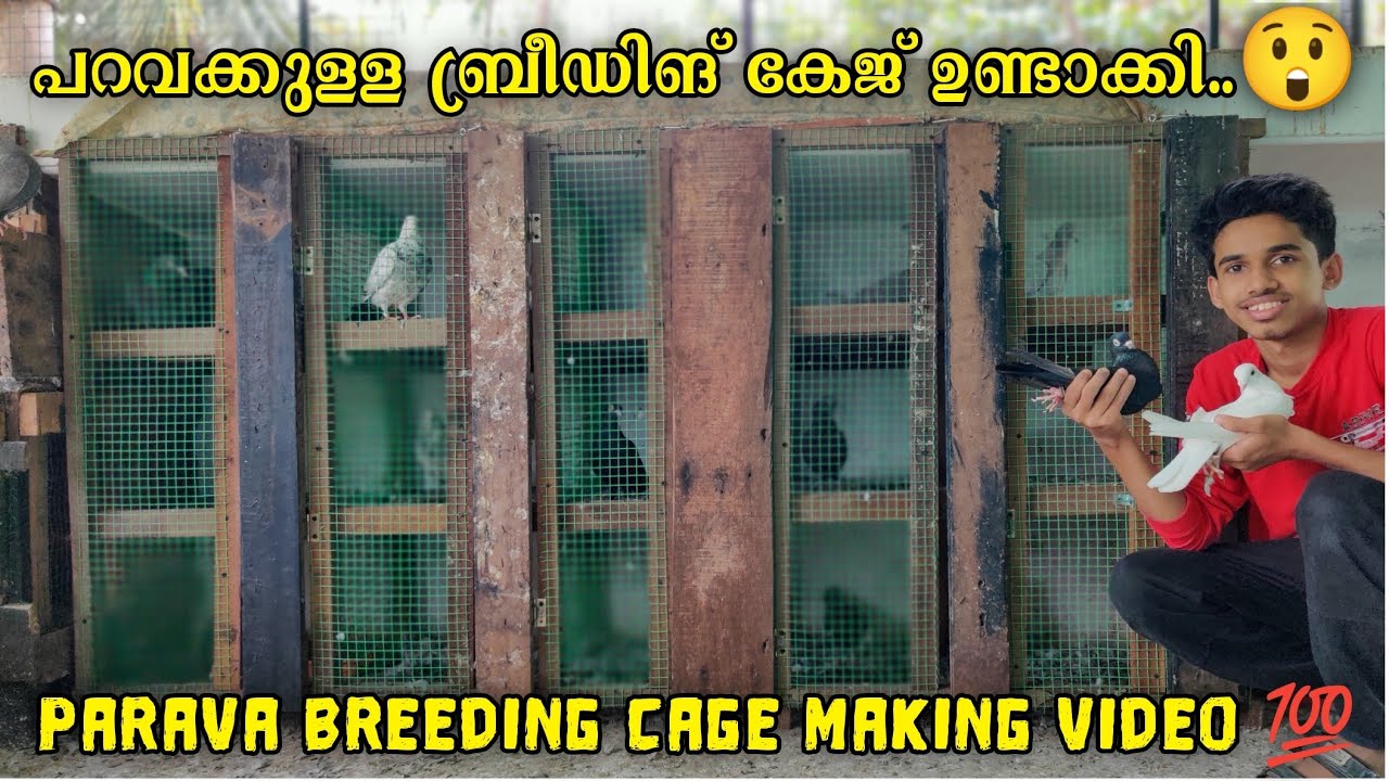 പറവക്കുള്ള ബ്രീഡിങ് കേജ് ഉണ്ടാക്കി..🕊️| Parava Breeding Cage Making Video 💯 | Sinan CT ❤️