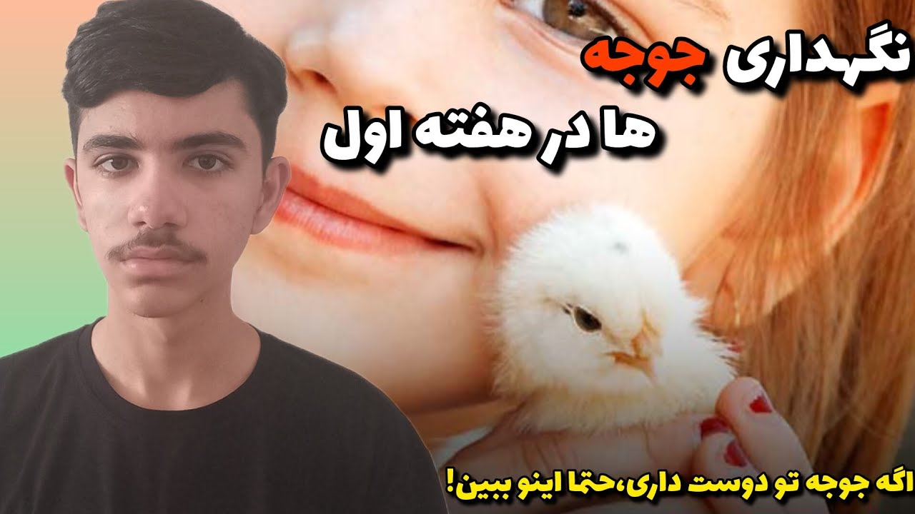 مراقبت و نگهداری از جوجه مرغ توی خونه🐥غذای جوجه یک روزه