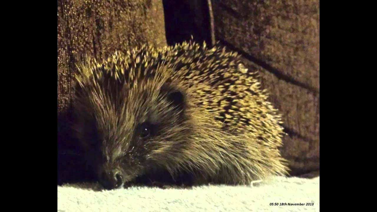 First time Hedgehog rescue